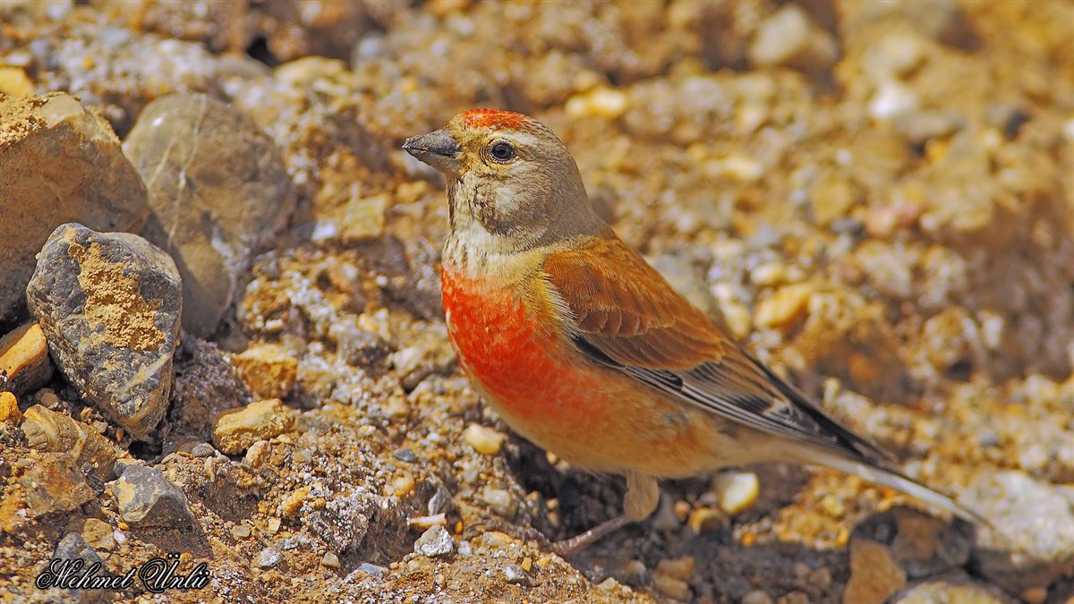 Common Linnet