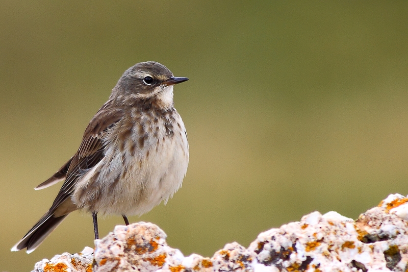 Water Pipit