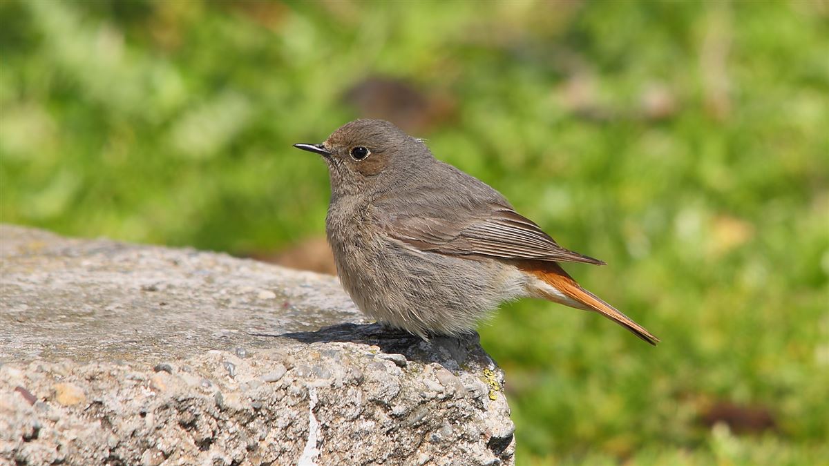 Black Redstart