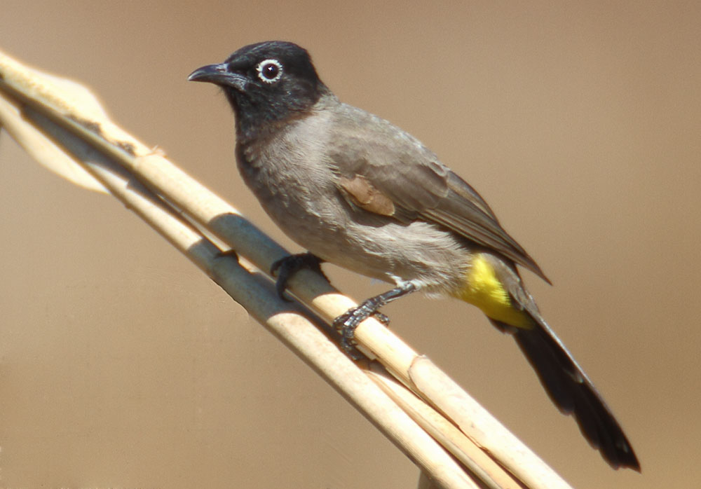 White-spectacled Bulbul