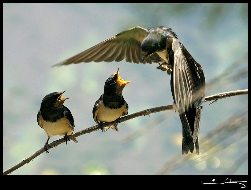 Barn Swallow