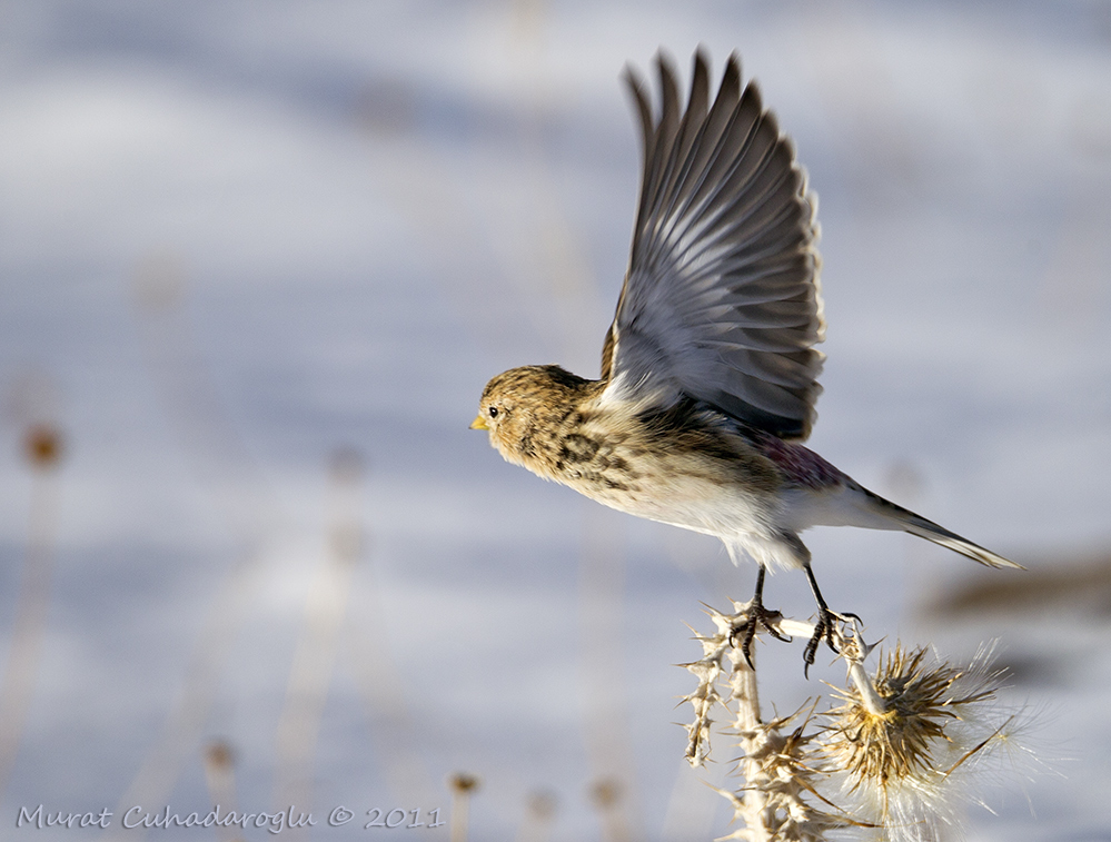 Twite