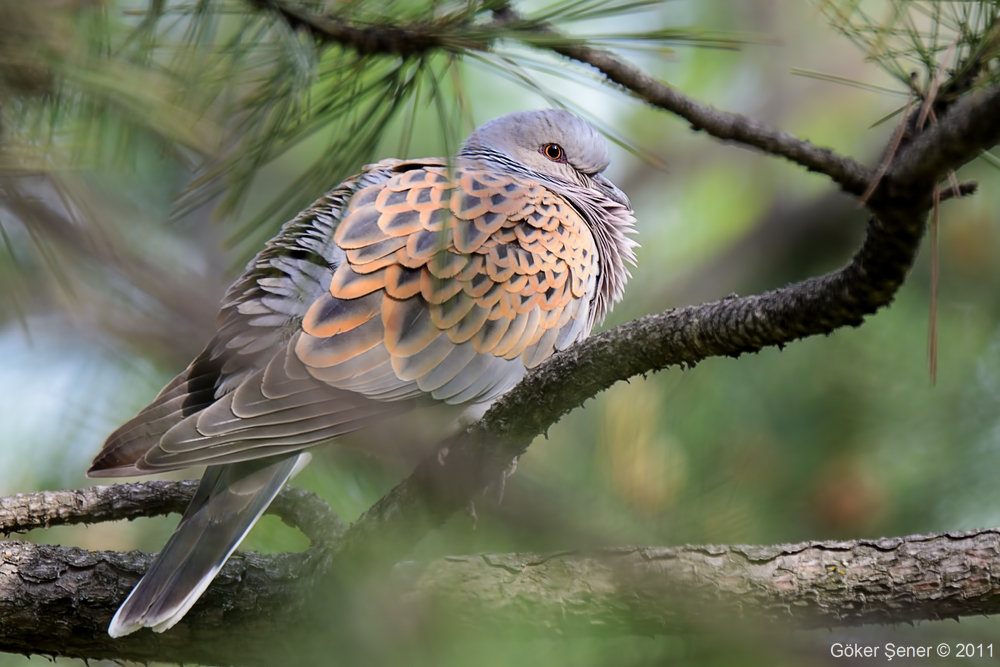 European Turtle Dove