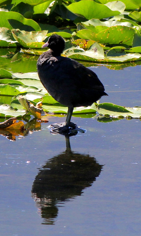 Eurasian Coot