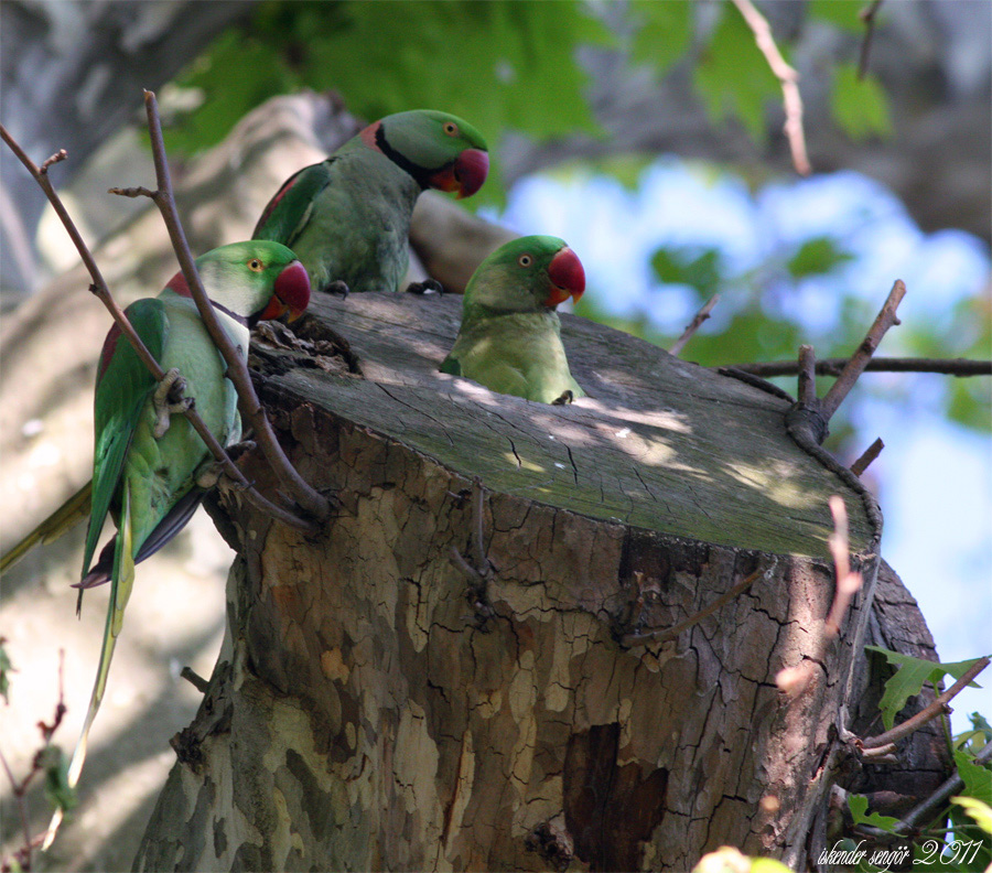 Alexandrine Parakeet