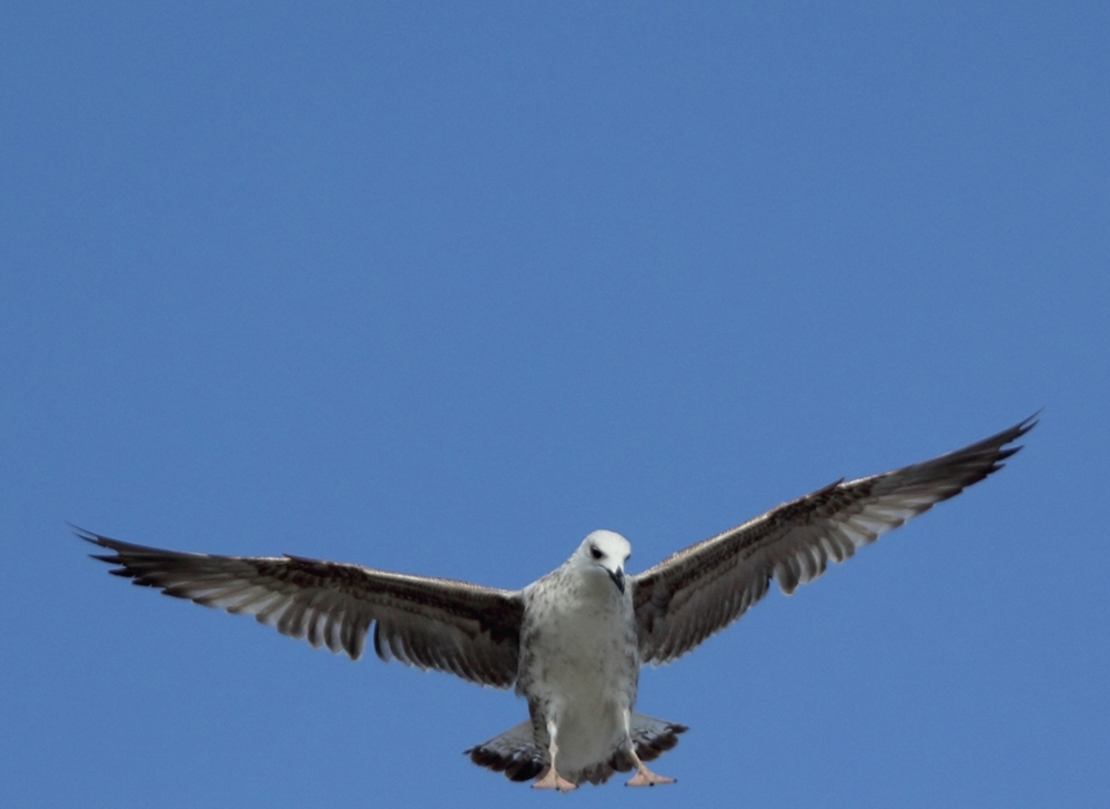 Yellow-legged Gull