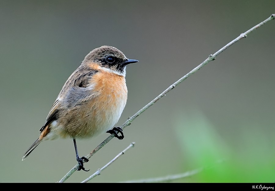 European Stonechat