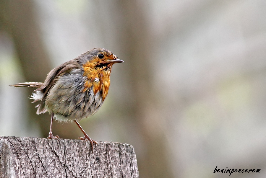 European Robin
