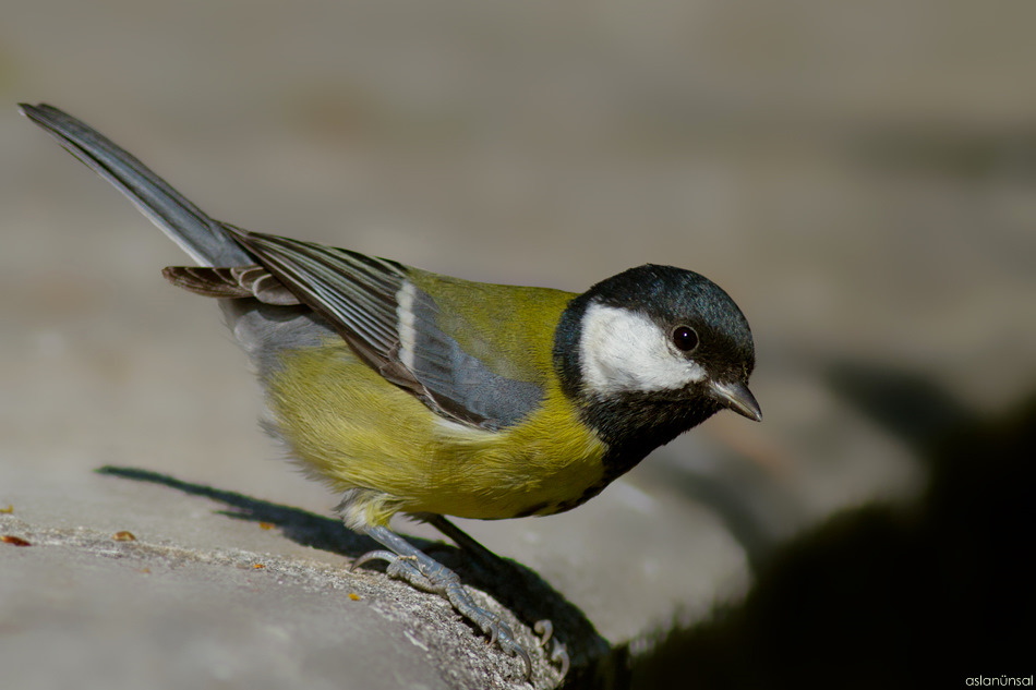 Great Tit