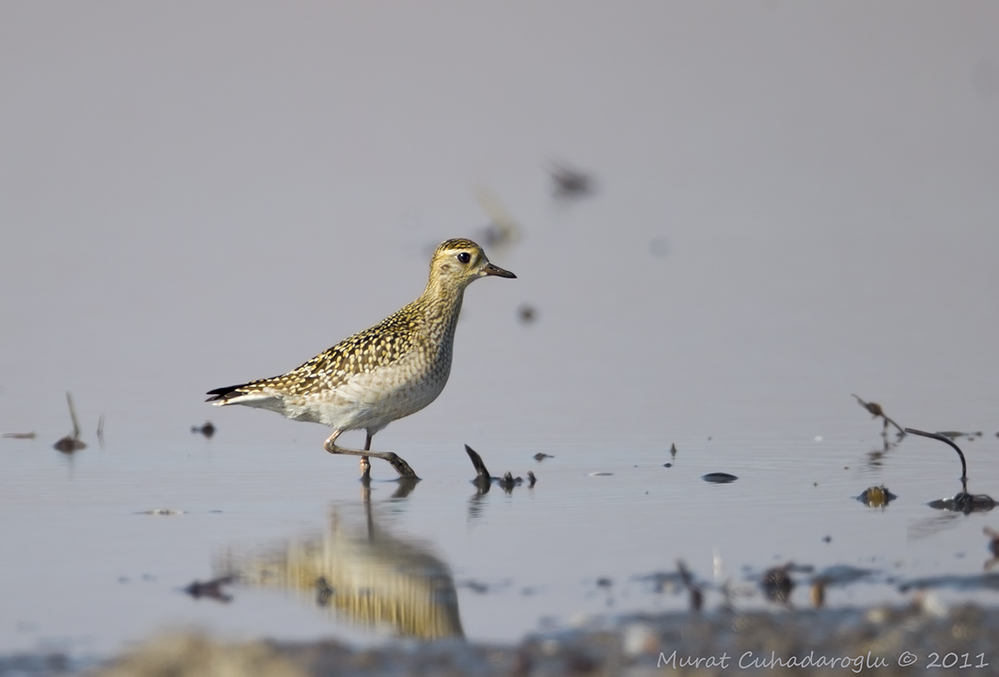 Pacific Golden Plover