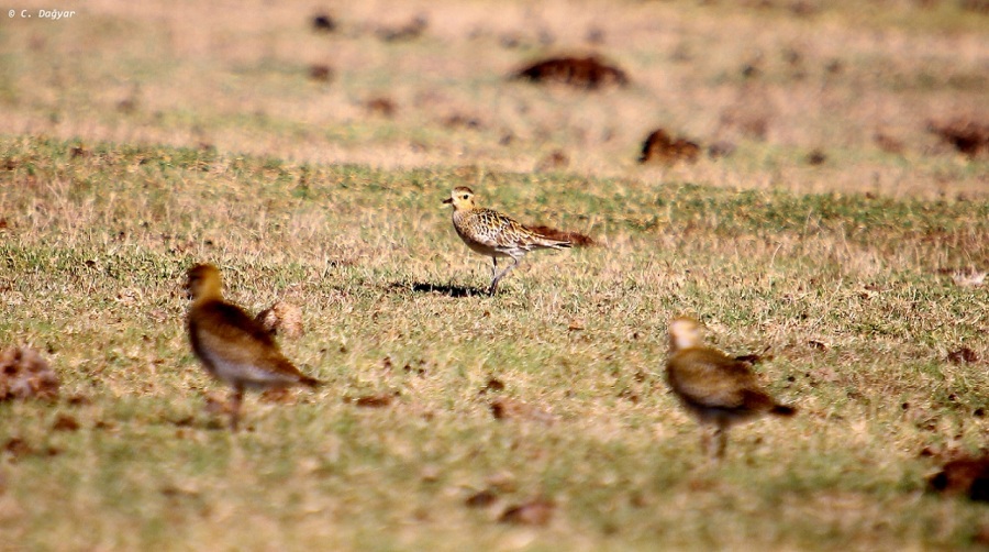 Pacific Golden Plover