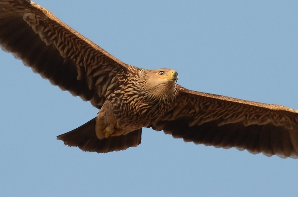 Eastern Imperial Eagle