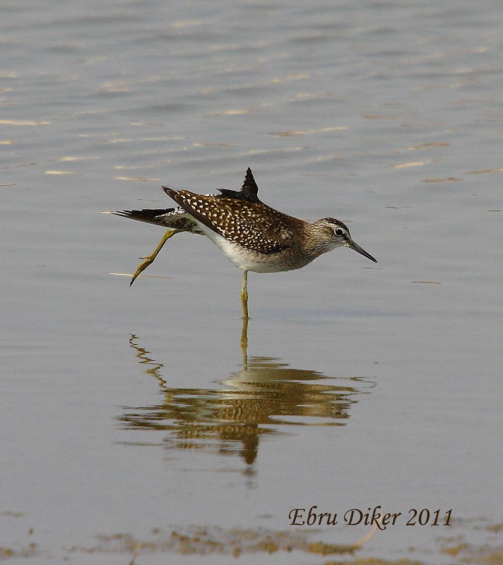 Wood Sandpiper