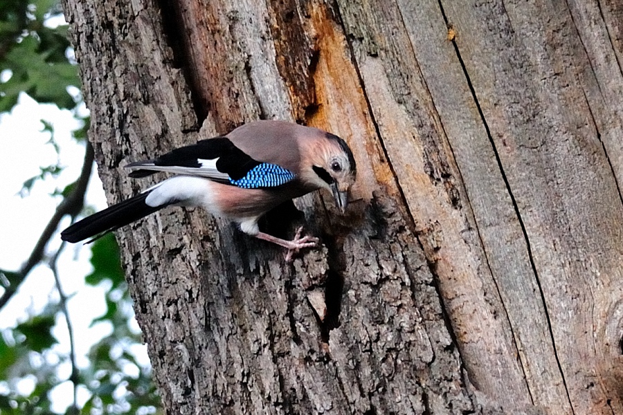 Eurasian Jay