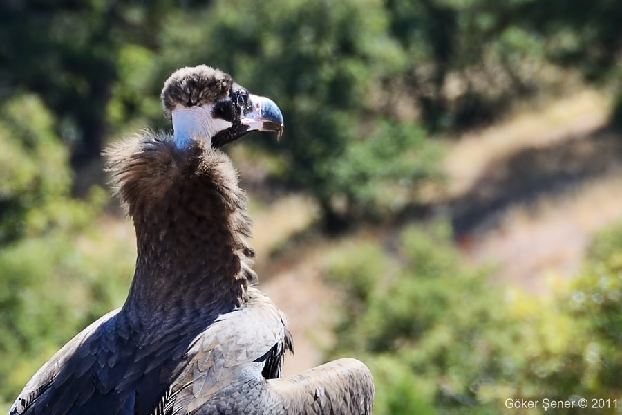 Cinereous Vulture
