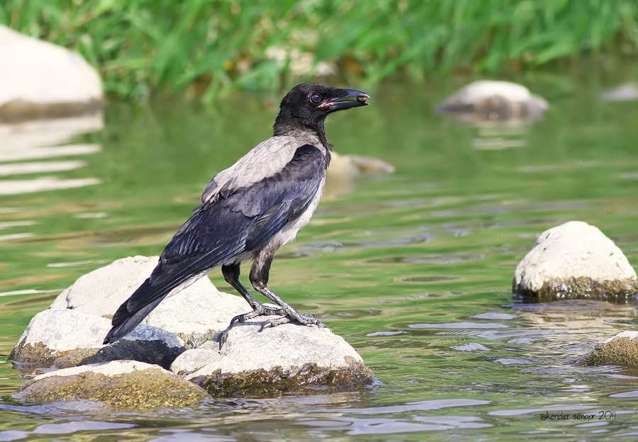 Hooded Crow
