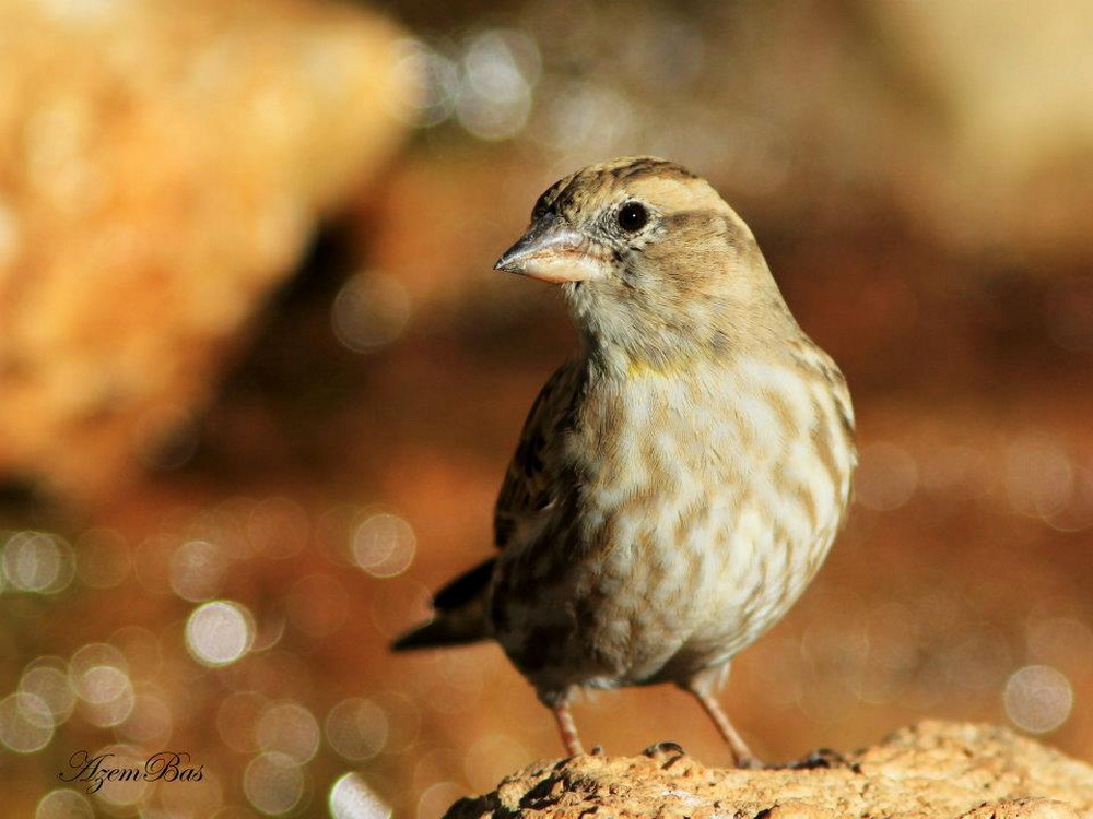 Rock Sparrow