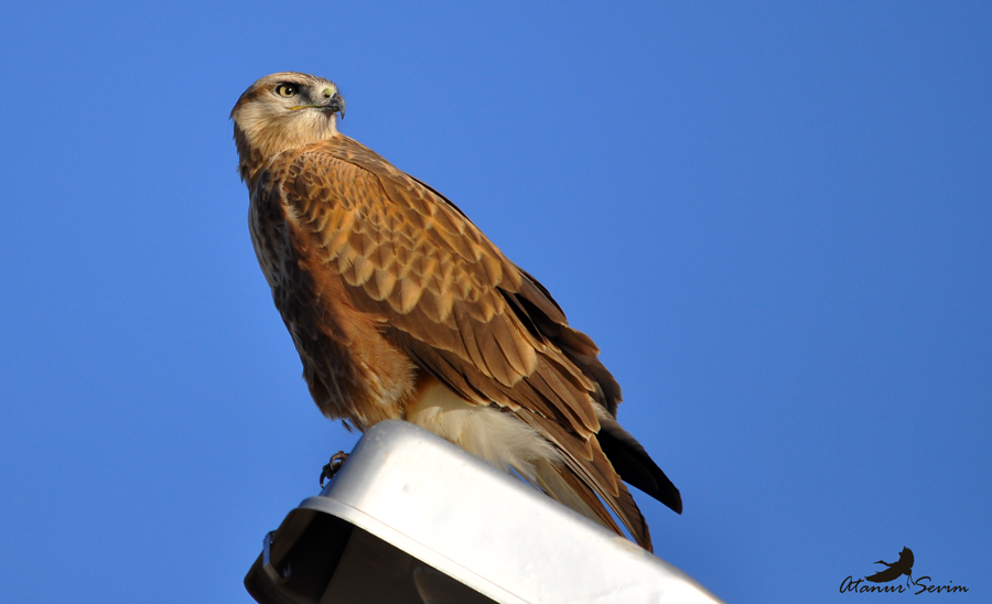 Long-legged Buzzard