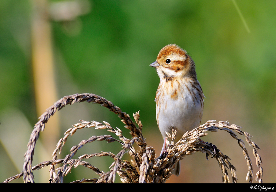 Common Reed Bunting
