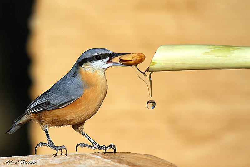 Eurasian Nuthatch