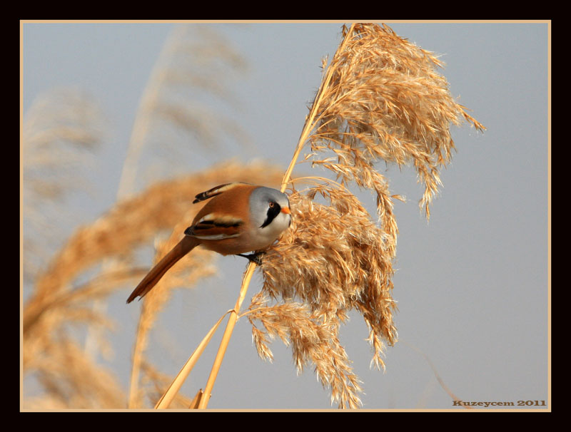 Bearded Reedling