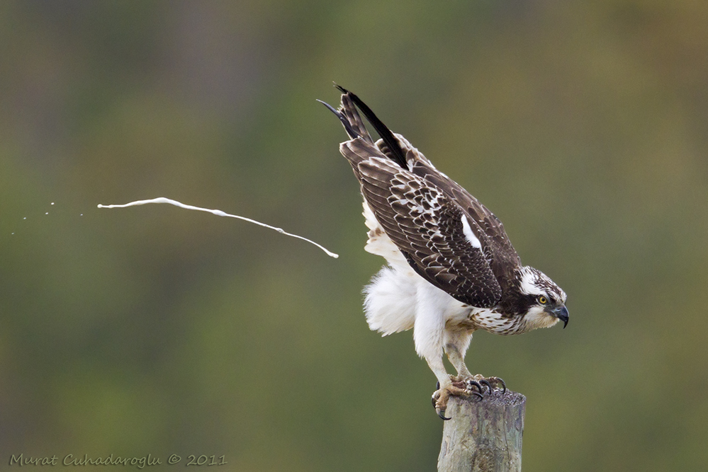 Osprey