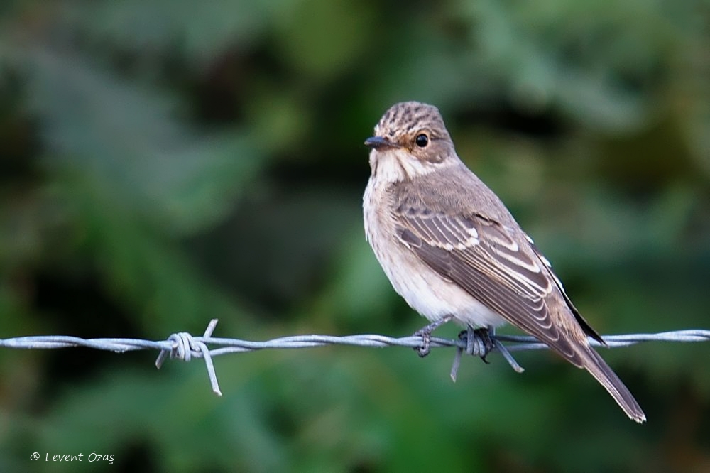 Spotted Flycatcher
