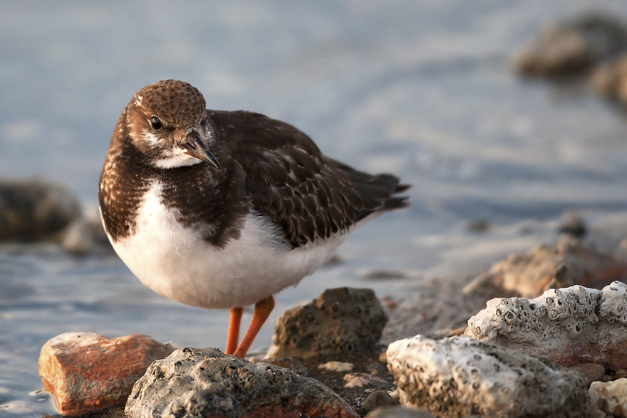 Ruddy Turnstone