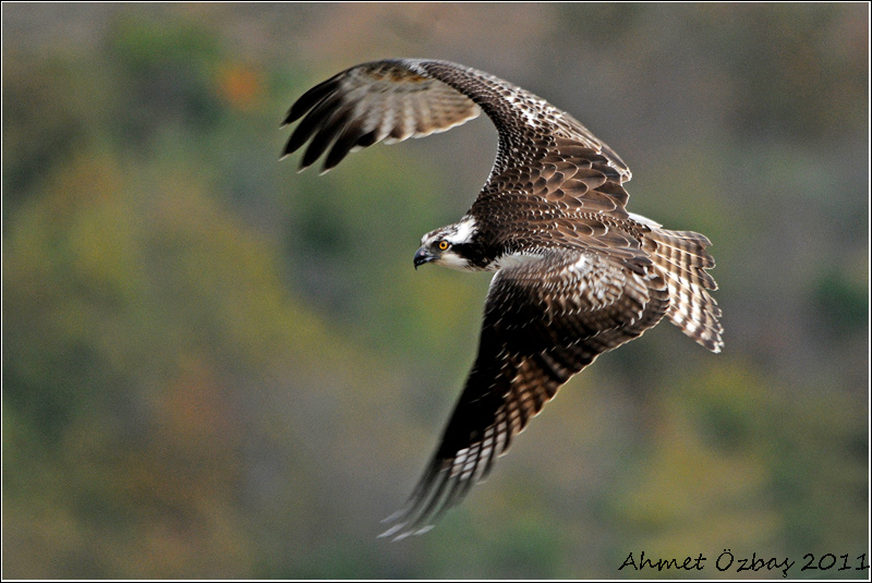 Osprey
