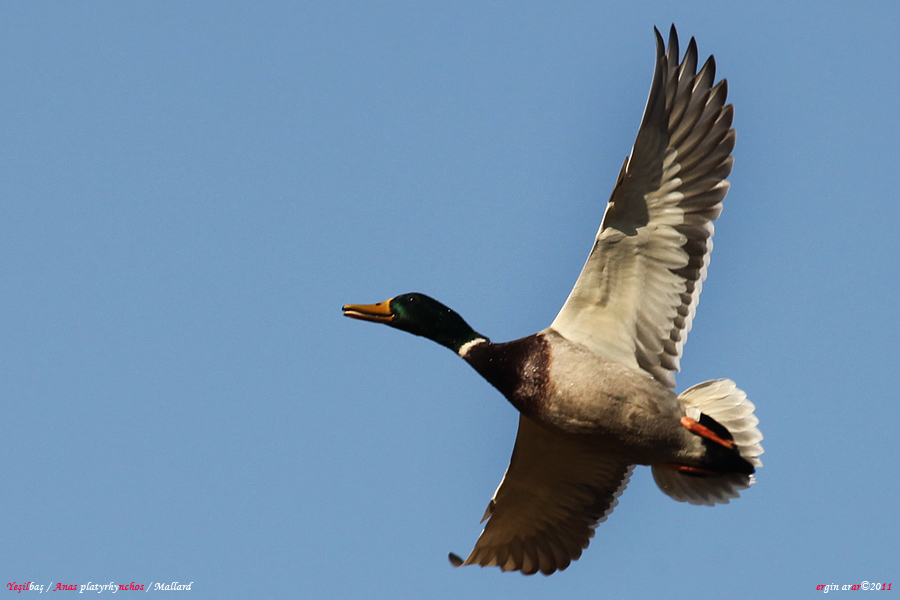 Mallard