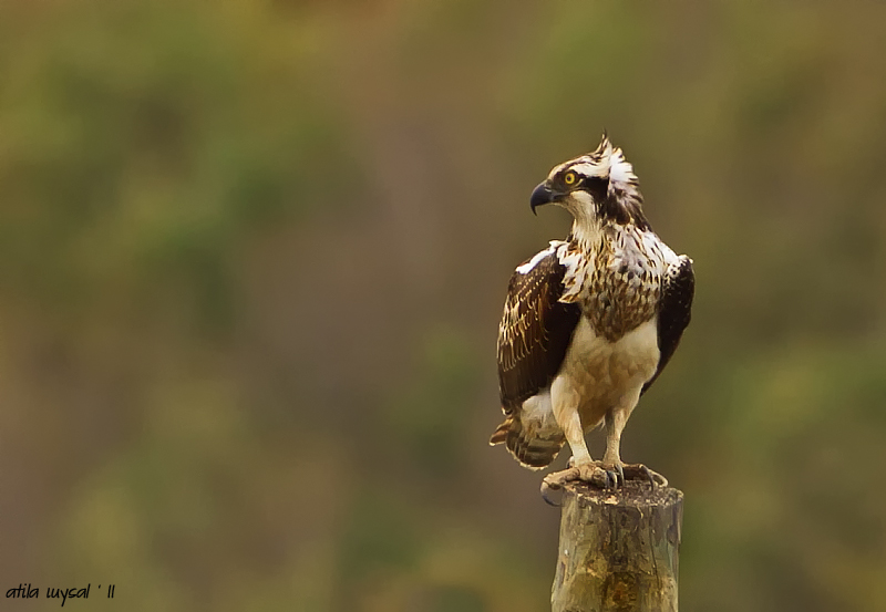 Osprey