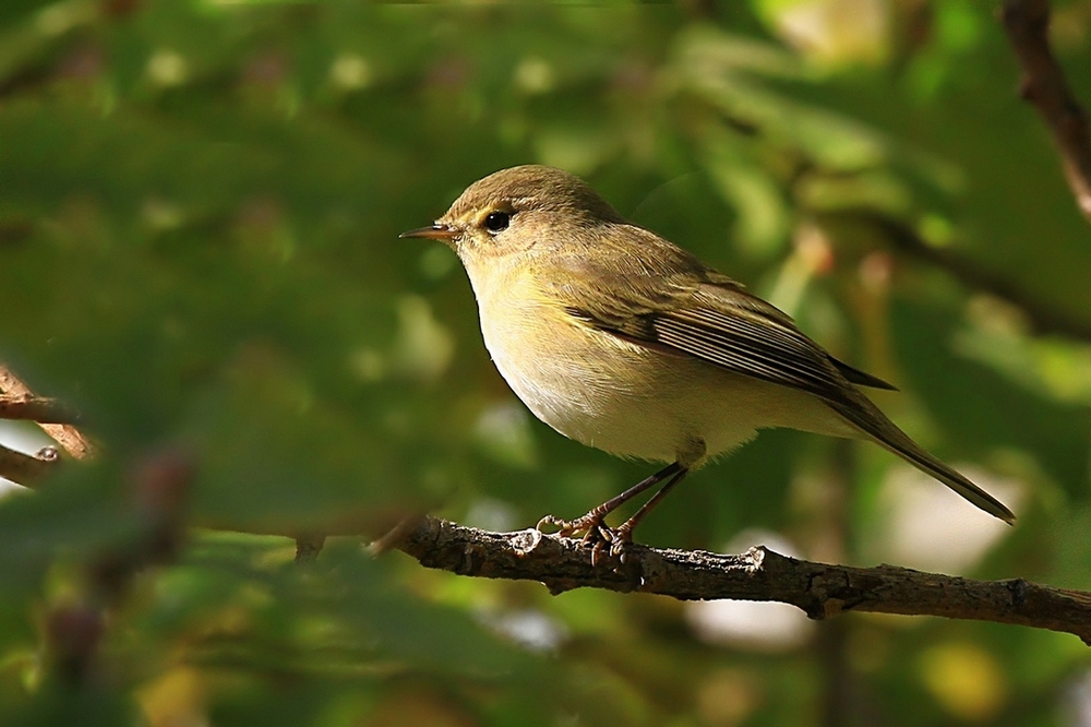 Common Chiffchaff