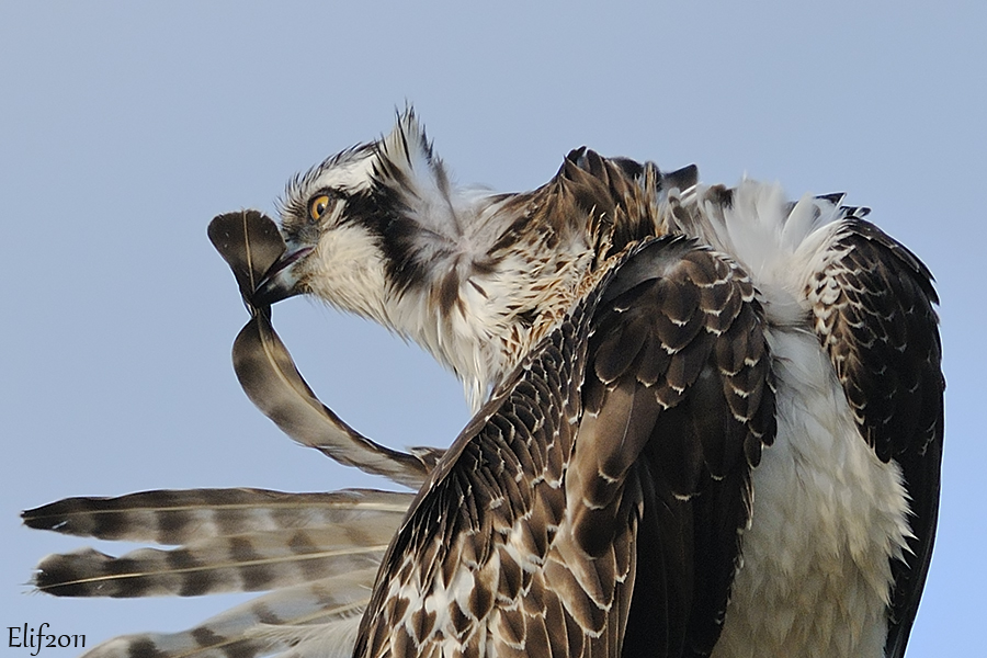 Osprey