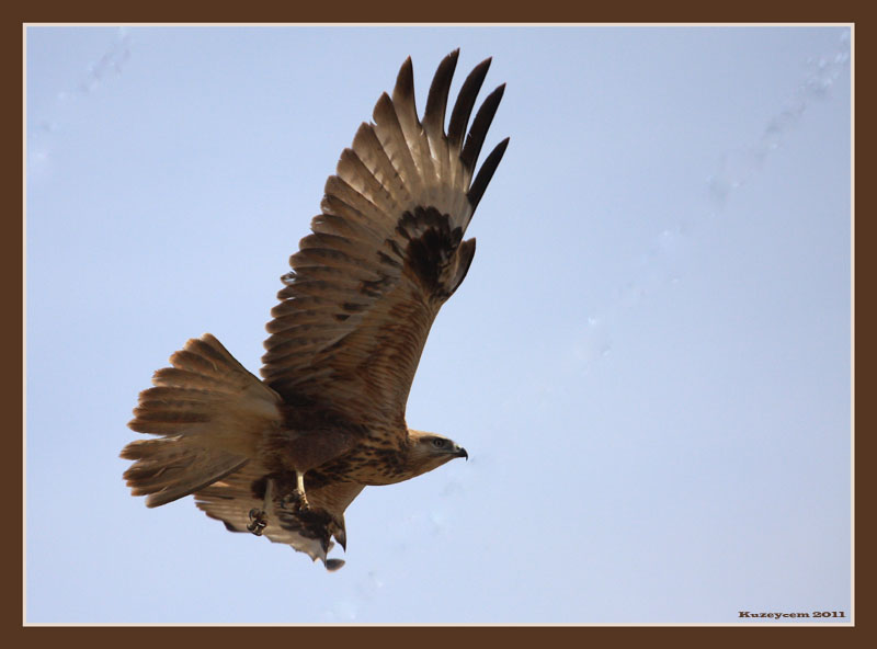 Kızıl Şahin