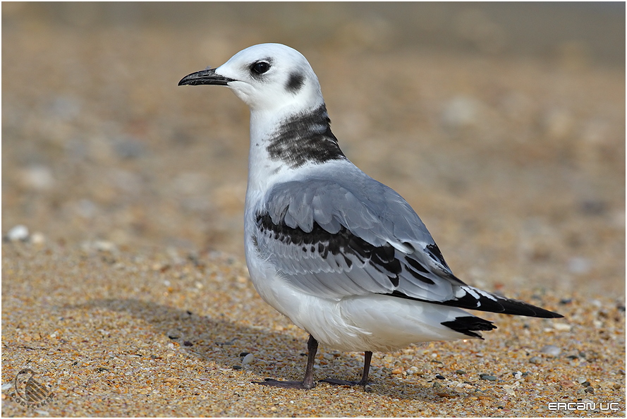 Black-legged Kittiwake