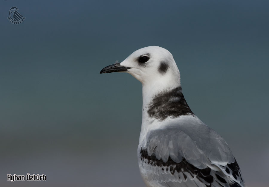 Black-legged Kittiwake