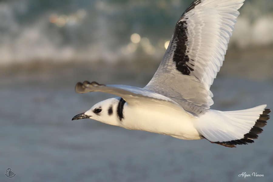 Black-legged Kittiwake