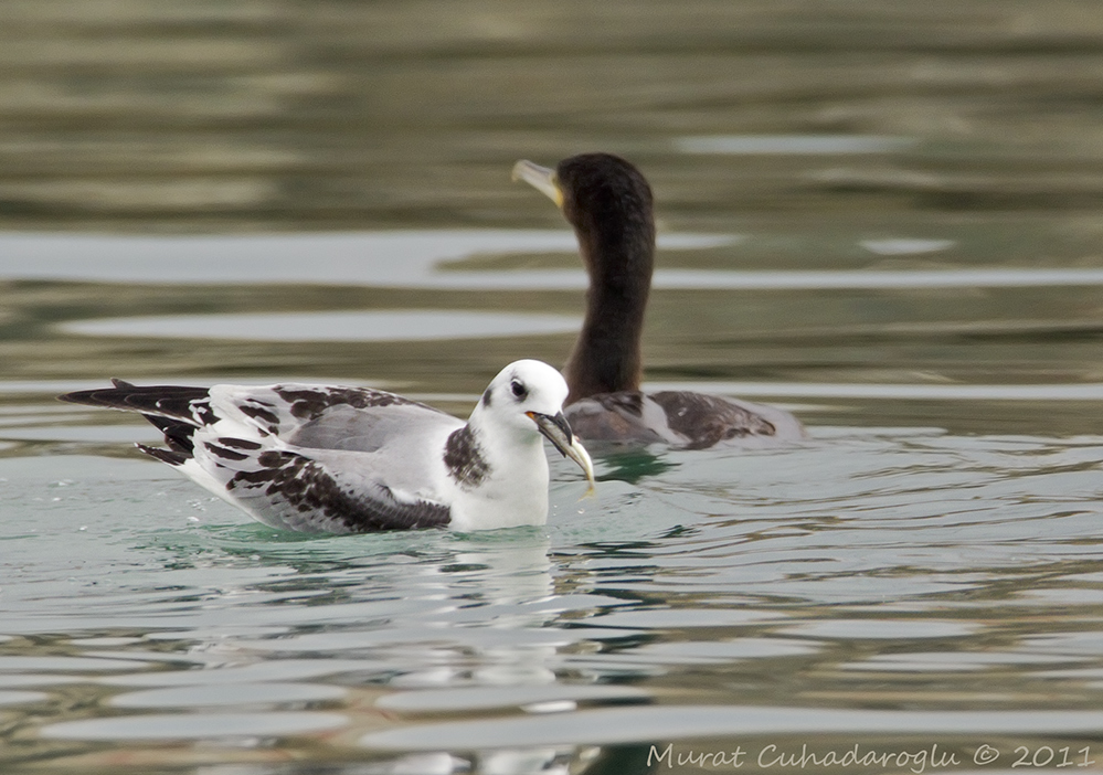 Black-legged Kittiwake