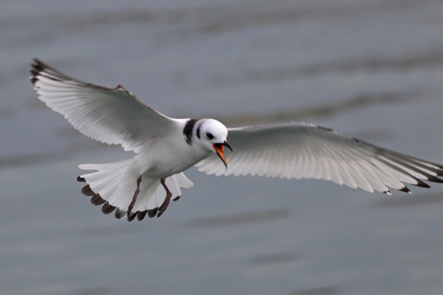Black-legged Kittiwake