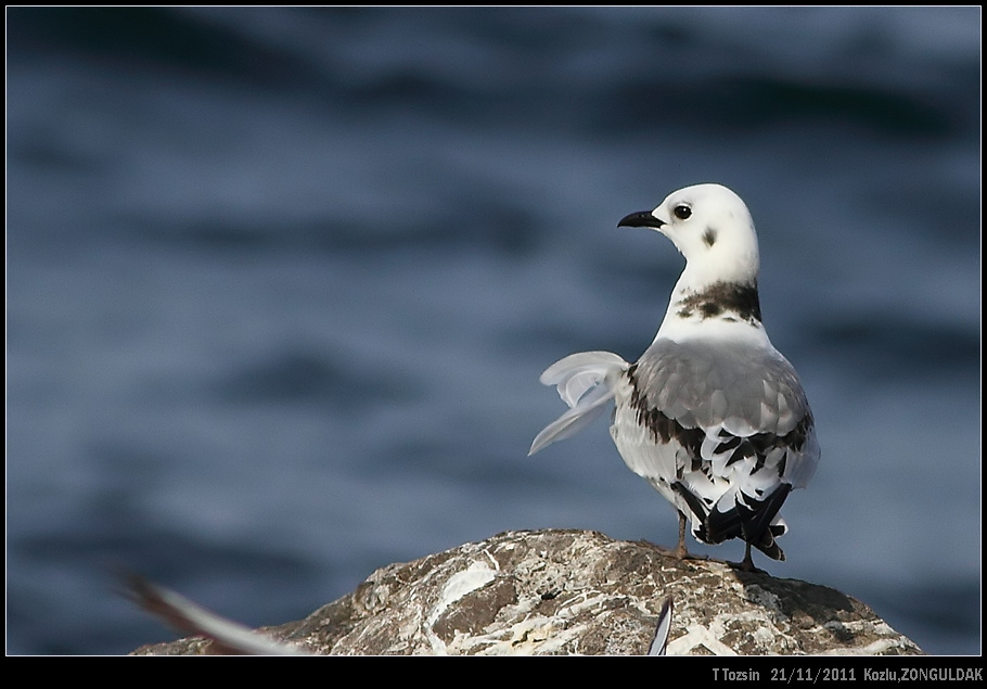 Black-legged Kittiwake