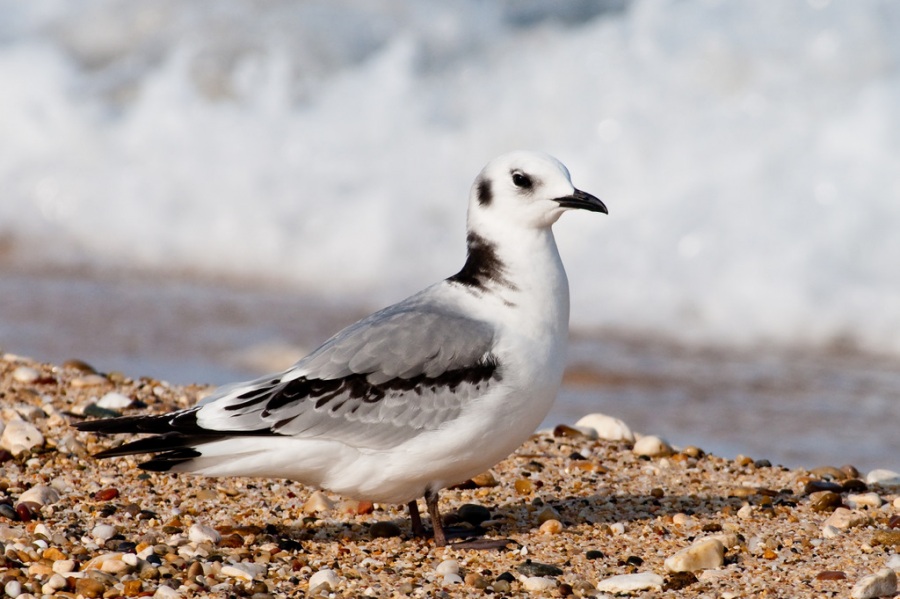 Black-legged Kittiwake