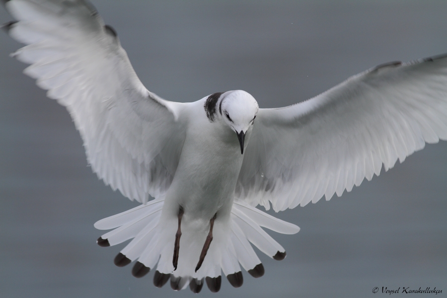 Black-legged Kittiwake
