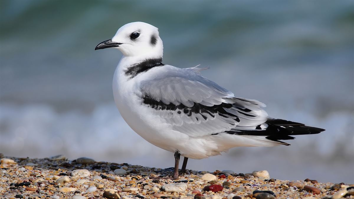 Black-legged Kittiwake