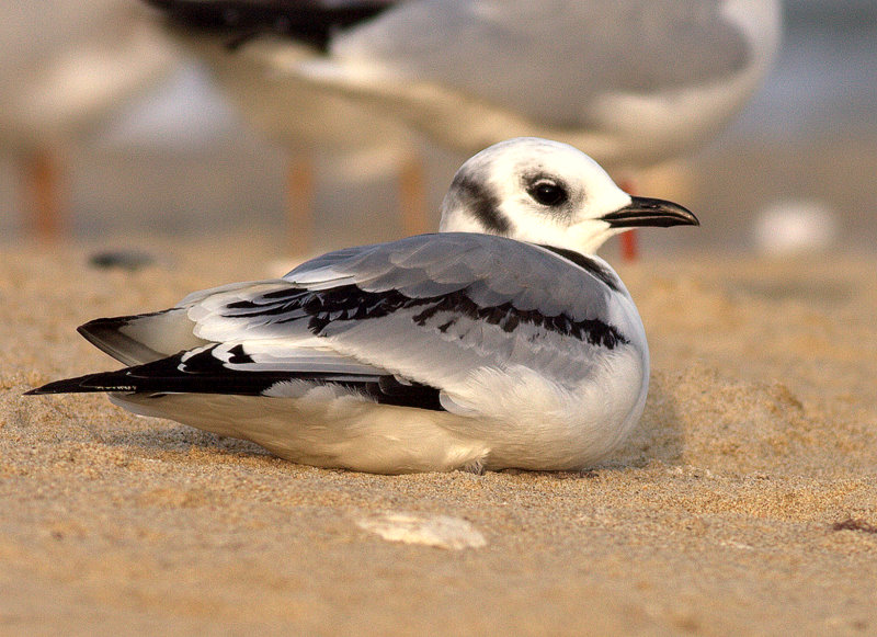 Black-legged Kittiwake