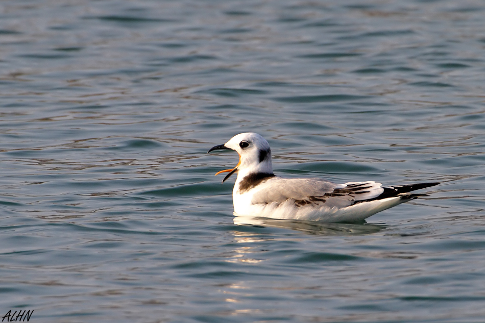 Black-legged Kittiwake