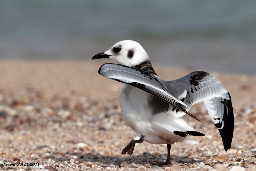 Black-legged Kittiwake