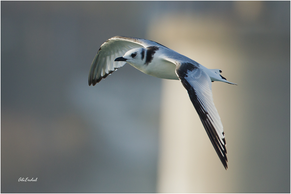 Black-legged Kittiwake