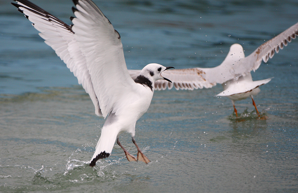 Black-legged Kittiwake