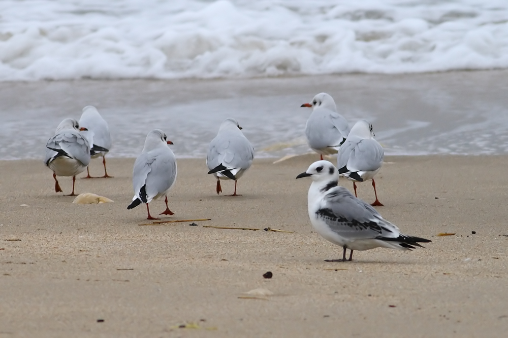 Black-legged Kittiwake