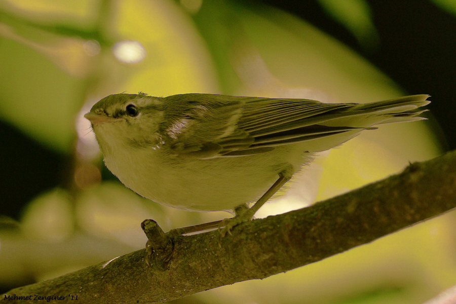 Green Warbler